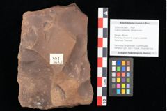 Foto (Objekt + Etikett) von Quercus palaeoilex Ettingshausen (NHMW-GEO-2024-0188-0881)